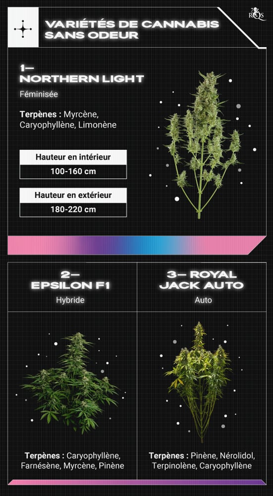 Top RQS Low Smell Strains