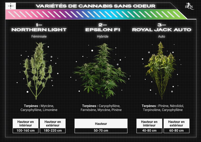 Top RQS Low Smell Strains