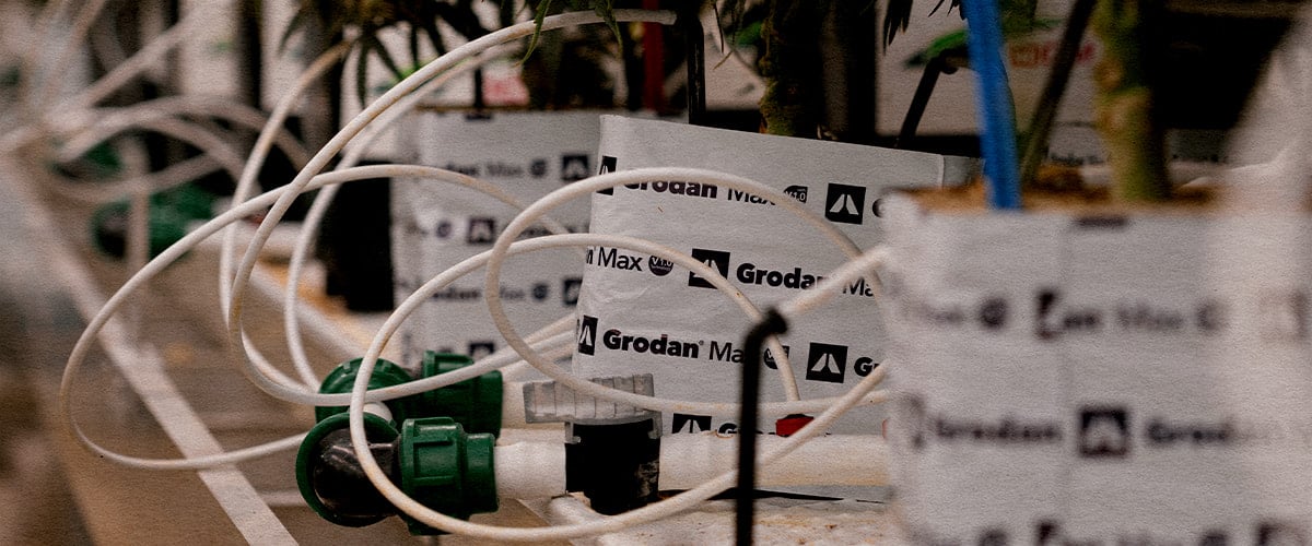 Test d’irrigation à faible teneur en eau dans la culture du cannabis Configuration de sécheresse contrôlée testant la réponse de Gaia F1 au stress hydrique et aux variations de cannabinoïdes.