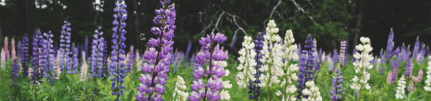 Les lupins Les lupins
