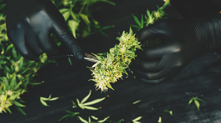 Comment prévenir et détecter la moisissure du cannabis durant le séchage, l’affinage et la conservation