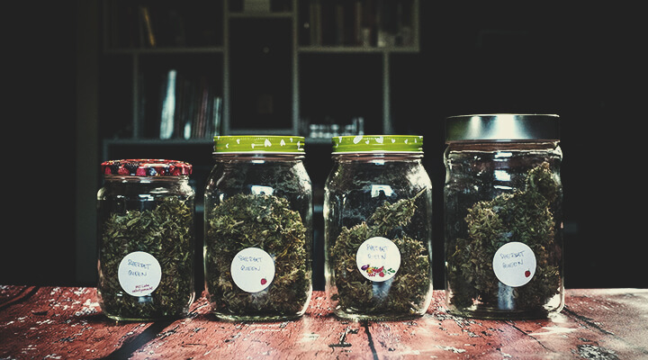 Comment prévenir et détecter la moisissure du cannabis durant le séchage, l’affinage et la conservation Comment prévenir et détecter la moisissure du cannabis durant le séchage, l’affinage et la conservation