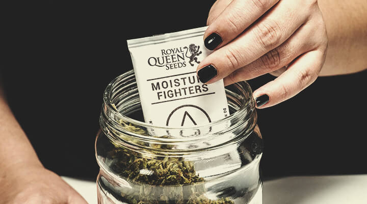 Comment prévenir et détecter la moisissure du cannabis durant le séchage, l’affinage et la conservation Comment prévenir et détecter la moisissure du cannabis durant le séchage, l’affinage et la conservation