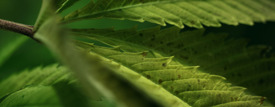 Manganèse deficiency