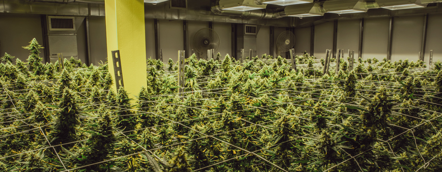 Liaison de l'industrie du cannabis USA californie nouvelle loi du marché Trump