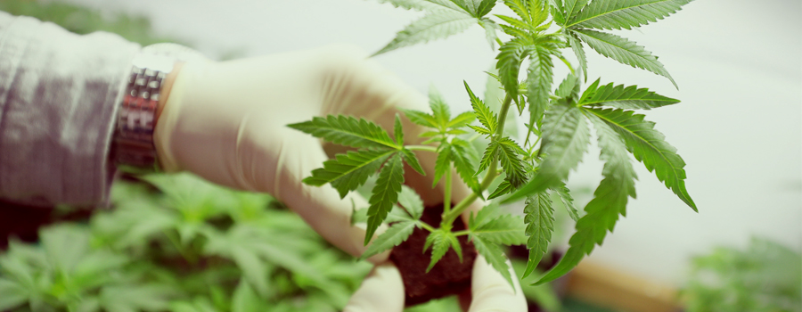 un cannabis federal agency deutschland