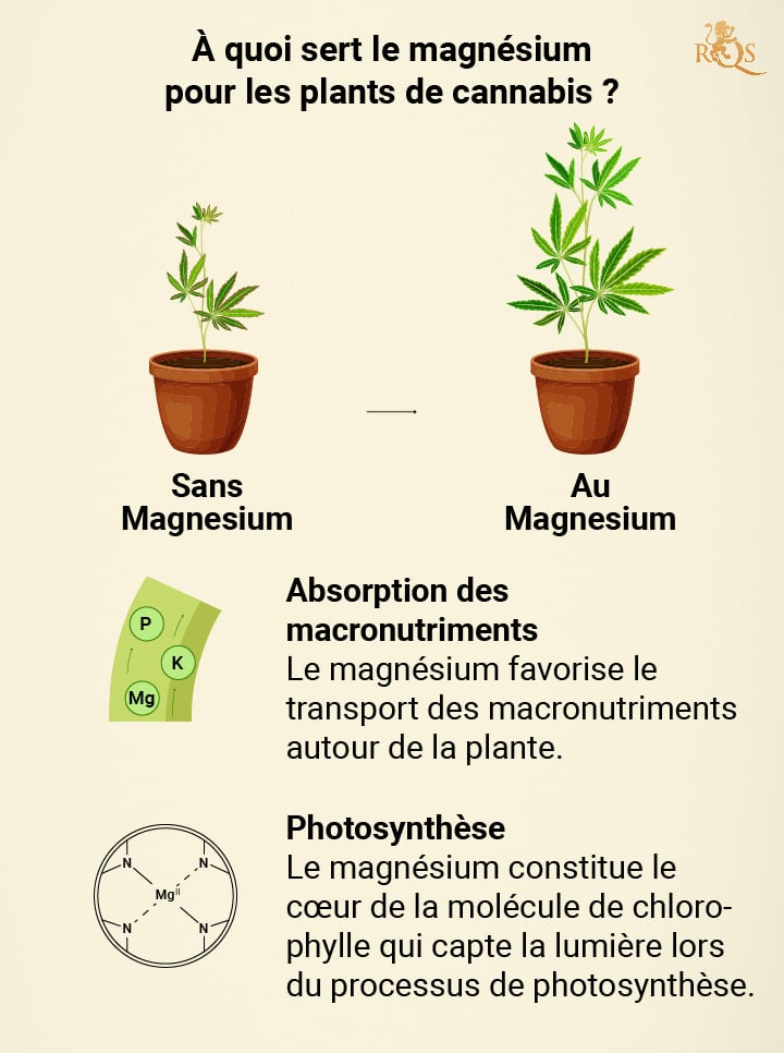 Magnesium benefits for cannabis plants