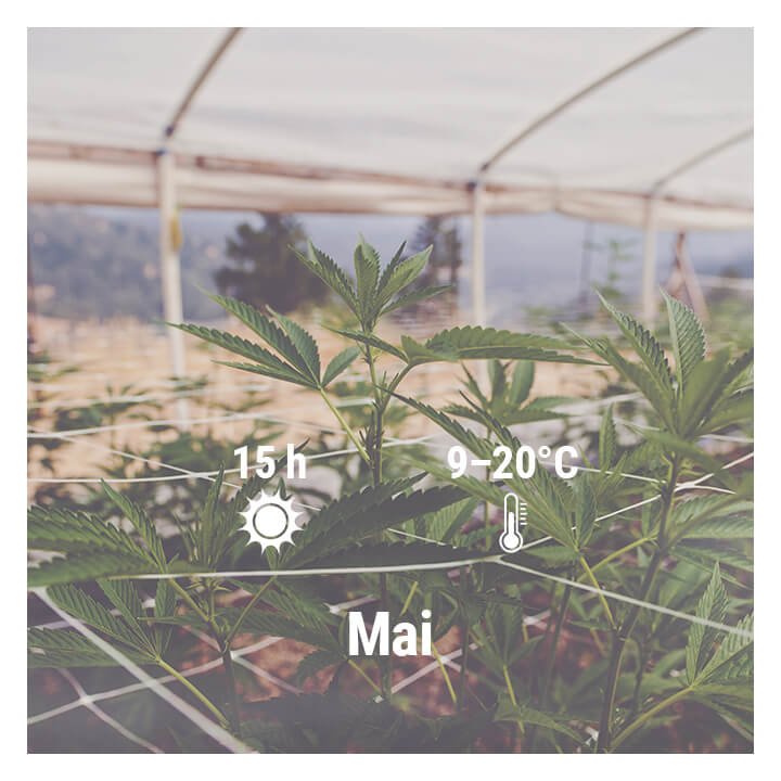 Comment cultiver du cannabis en extérieur en Allemagne, Mai
