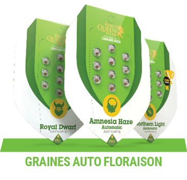 graines-autofloraison-cannabis