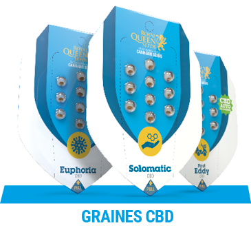 graines-cannabis-cbd