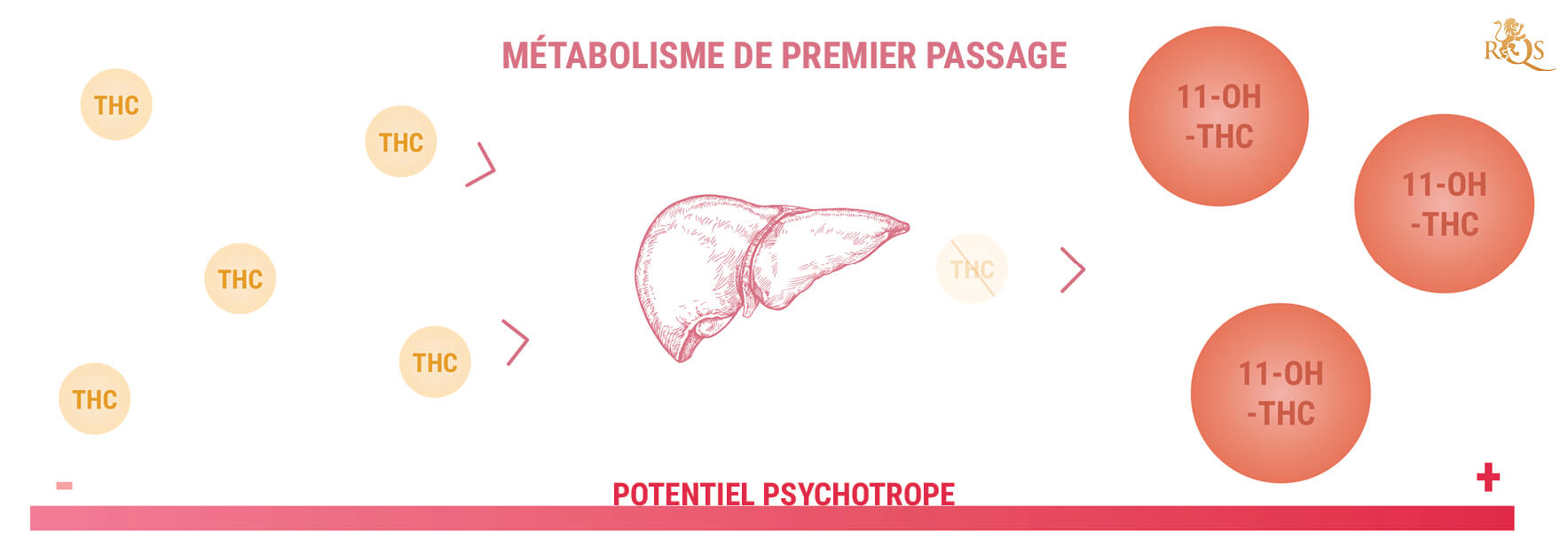 11-Hydroxy-THC Et La Puissance Des Produits Comestibles