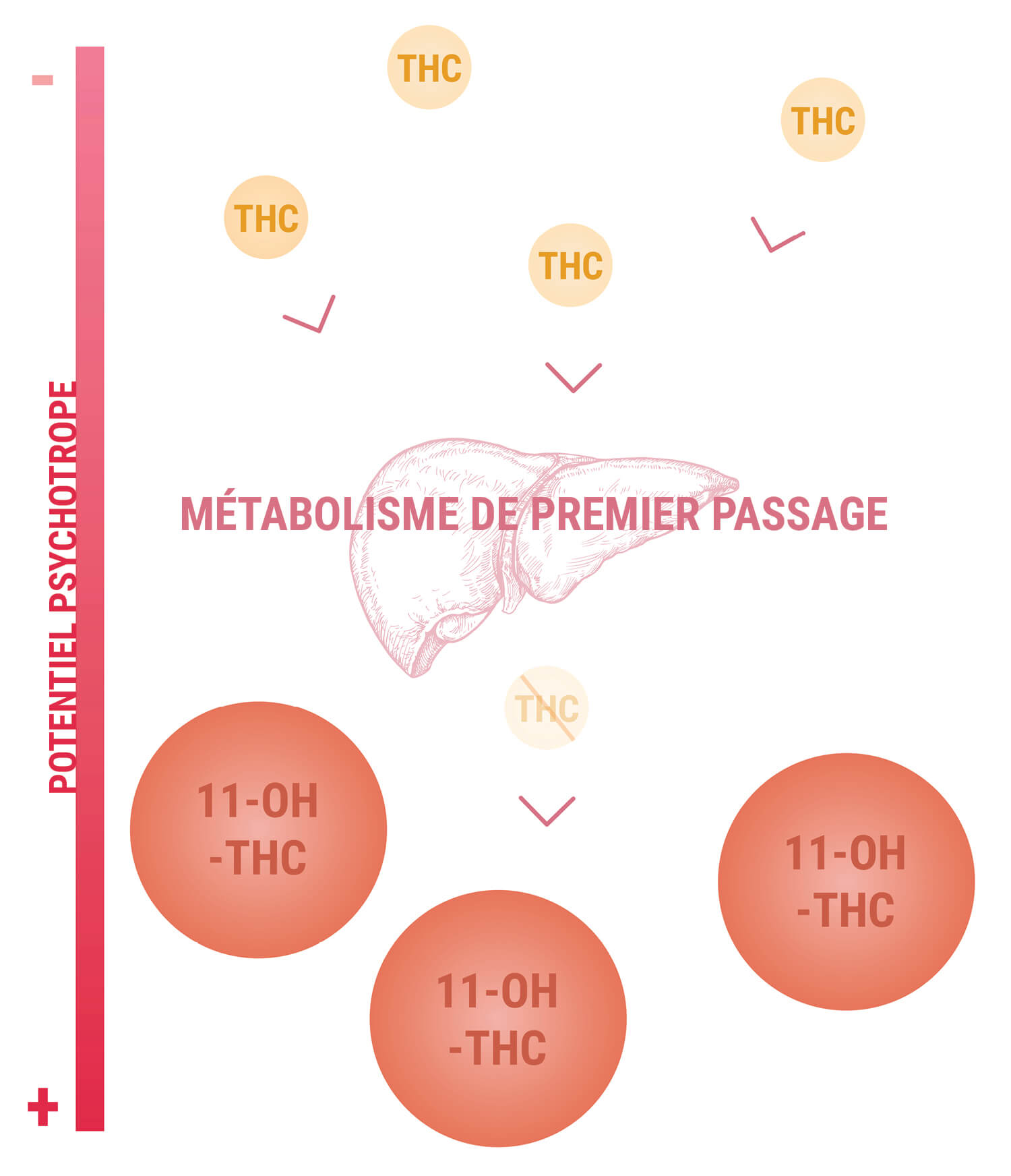 11-Hydroxy-THC Et La Puissance Des Produits Comestibles 11-Hydroxy-THC Et La Puissance Des Produits Comestibles