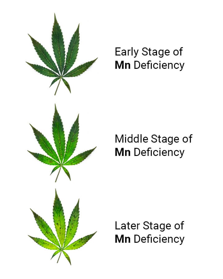 Trichomes