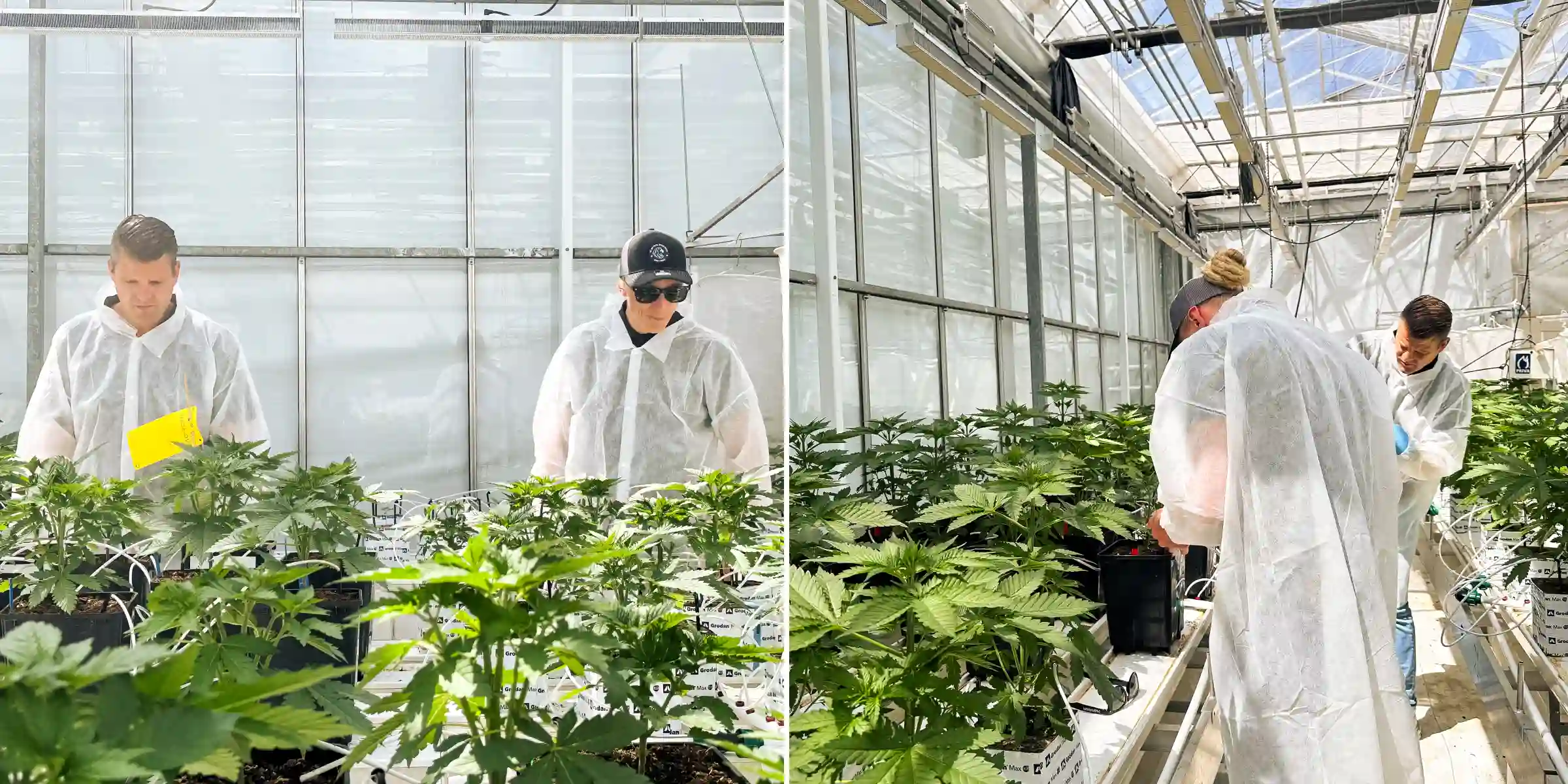Max et Maikel inspectant des plants de cannabis photopériodiques hybrides F1 dans une serre de breeding lumineuse, entourés de plantes saines, de lignes d’irrigation et de conditions d’essai contrôlées.