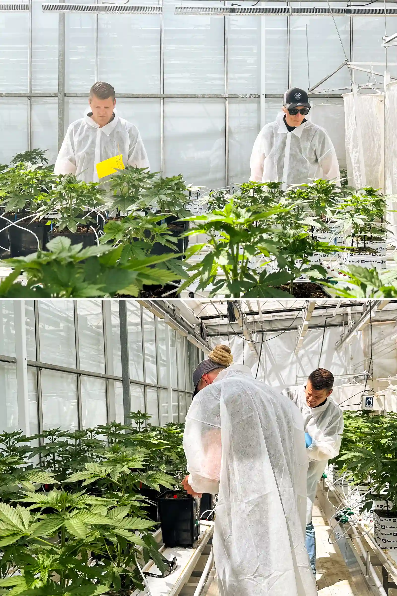 Max et Maikel inspectant des plants de cannabis photopériodiques hybrides F1 dans une serre de breeding lumineuse, entourés de plantes saines, de lignes d’irrigation et de conditions d’essai contrôlées.
