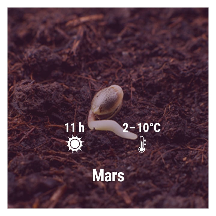 How To Grow Cannabis Outdoors - Netherlands