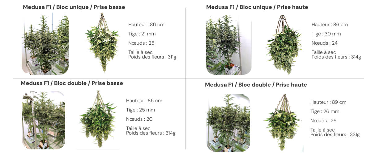 Vue d’ensemble des résultats de Medusa F1 comparant les systèmes single block et dual block sous différents niveaux d’irrigation