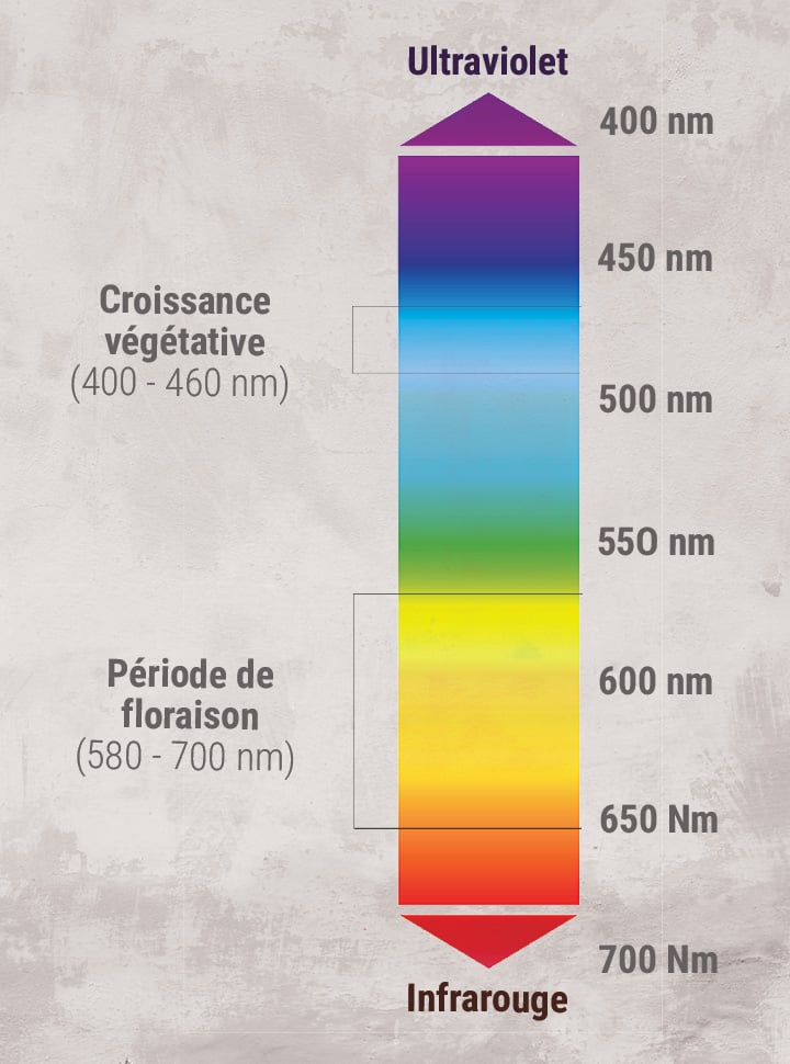 Infrarouge-Croissance-Vegetative