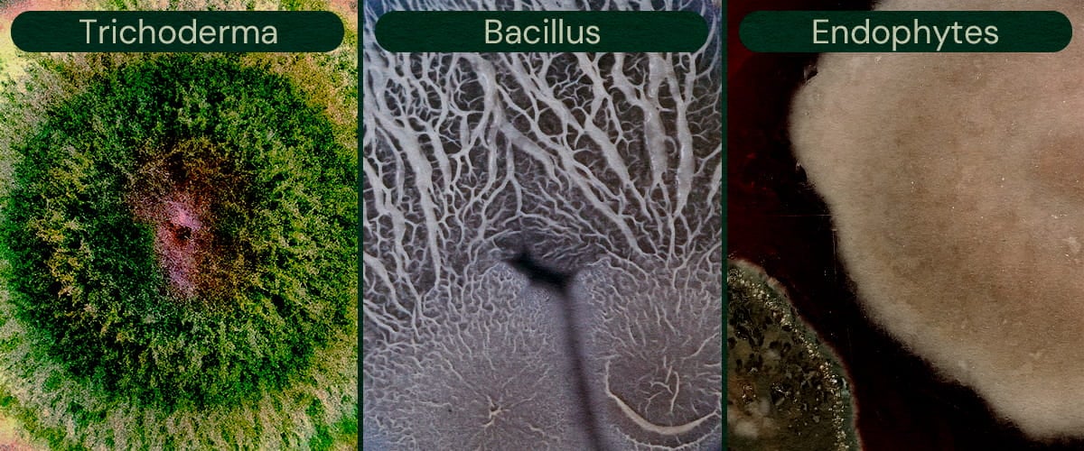 Image présentant Trichoderma, Bacillus et Endophytes comme agents de biocontrôle microbien pour le cannabis, aidant à la lutte antiparasitaire et à la prévention des maladies.