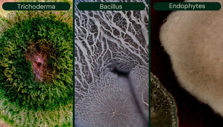 Image présentant Trichoderma, Bacillus et Endophytes comme agents de biocontrôle microbien pour le cannabis, aidant à la lutte antiparasitaire et à la prévention des maladies.