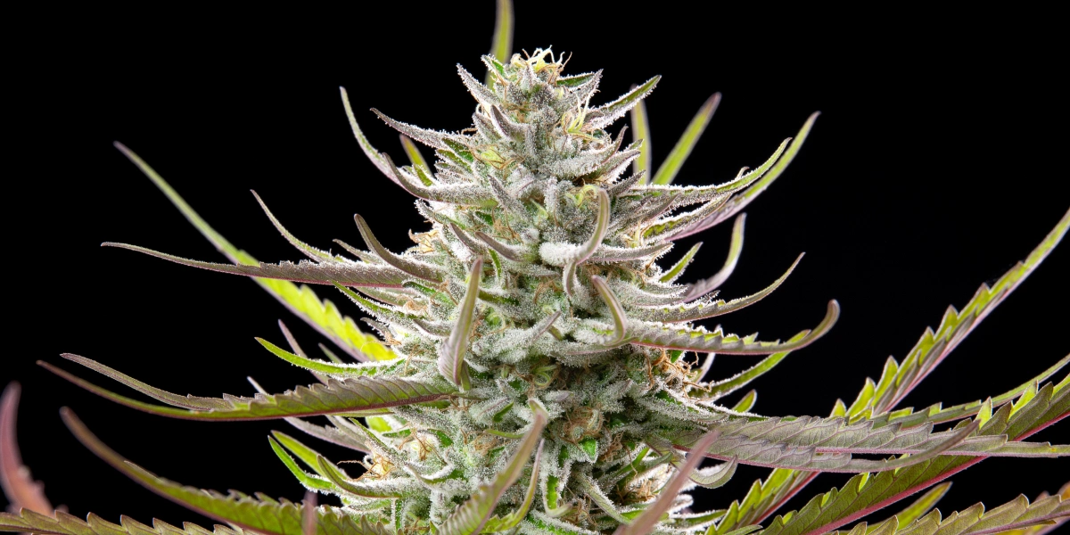 Tête de cannabis Mimosa avec des fleurs givrées et résineuses, des feuilles violet-vert, des pistils blancs et une croissance de floraison compacte sur fond sombre.