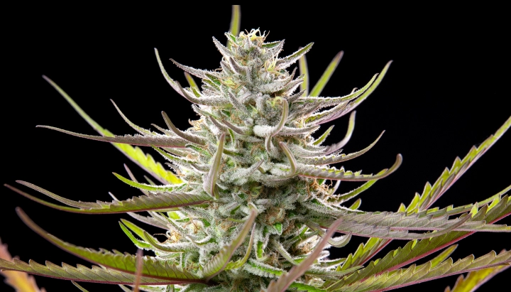 Tête de cannabis Mimosa avec des fleurs givrées et résineuses, des feuilles violet-vert, des pistils blancs et une croissance de floraison compacte sur fond sombre.