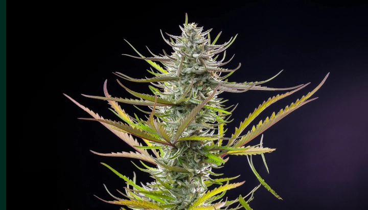 Mimosa : variété photopériodique compacte la plus courte Plant de cannabis Mimosa avec une cola givrée et résineuse, des feuilles violet-vert, des pistils blancs et une structure de floraison compacte sur fond sombre.