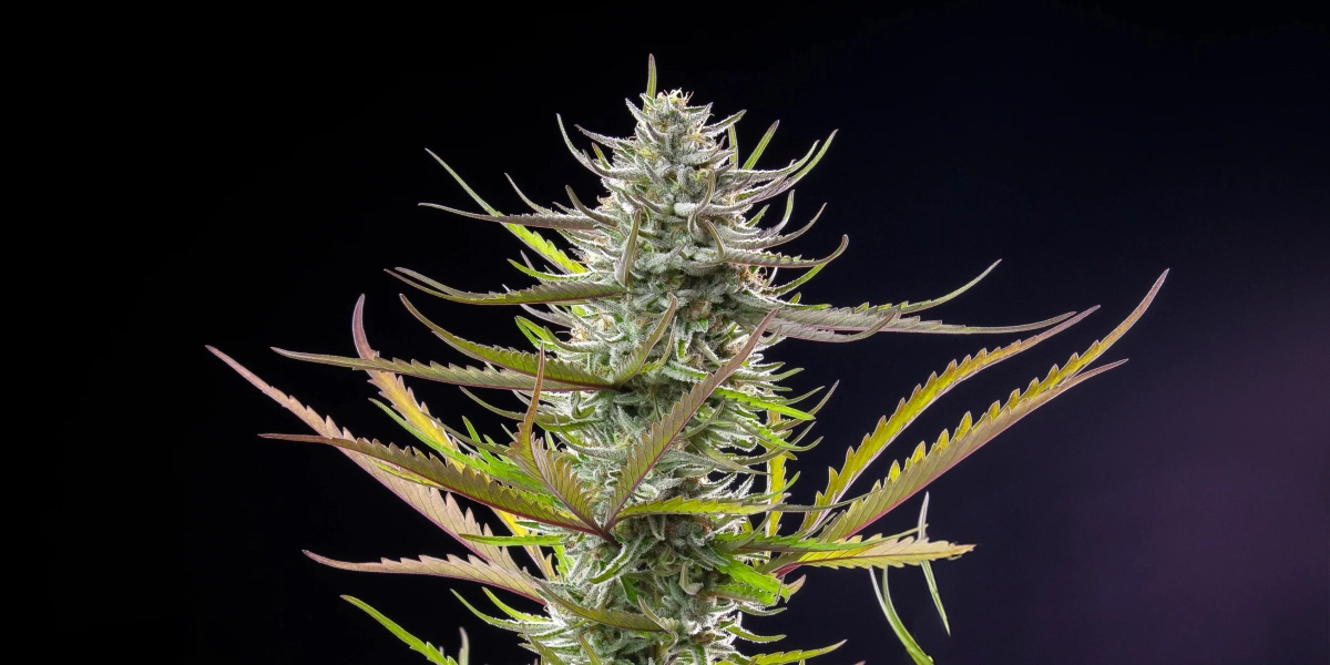 Mimosa : variété photopériodique compacte la plus courte Plant de cannabis Mimosa avec une cola givrée et résineuse, des feuilles violet-vert, des pistils blancs et une structure de floraison compacte sur fond sombre.