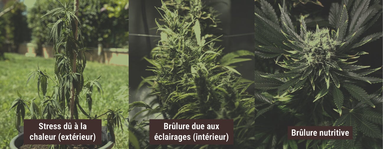 EXPOSER VOS PLANTS À UN STRESS DE CHALEUR