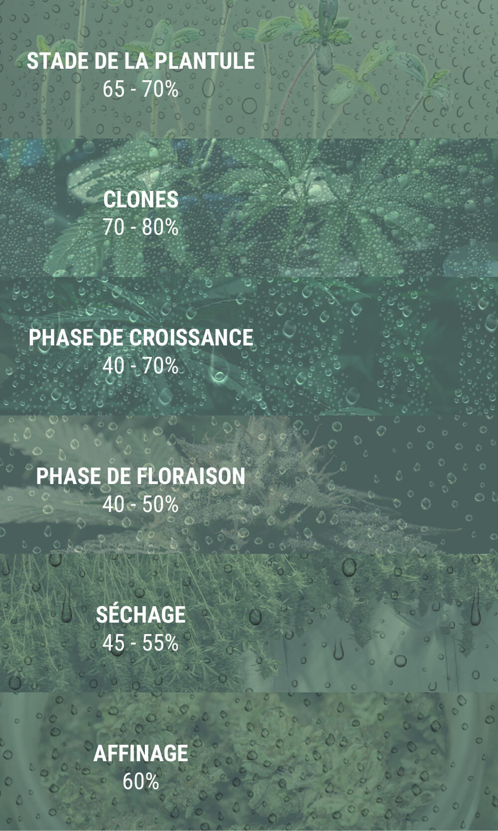 HUMIDITÉ INAPPROPRIÉE POUR LES PLANTULES