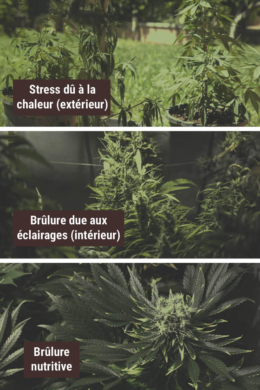 EXPOSER VOS PLANTS À UN STRESS DE CHALEUR