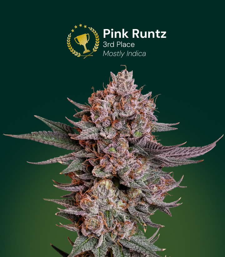 Fleur de cannabis Pink Runtz, gagnant de la 3e place, majoritairement indica