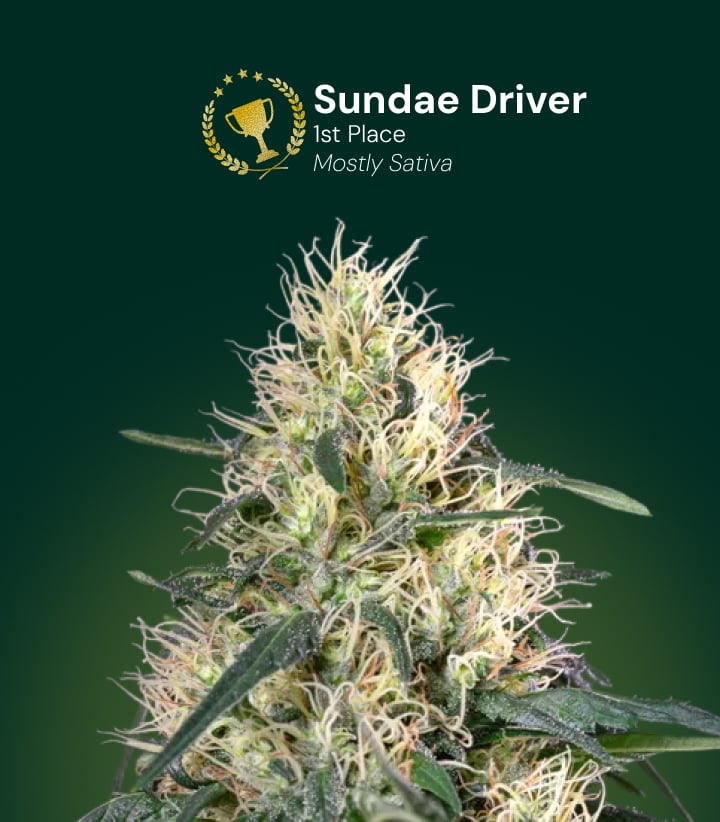 Fleur de cannabis Sundae Driver, gagnant de la 1re place, majoritairement sativa