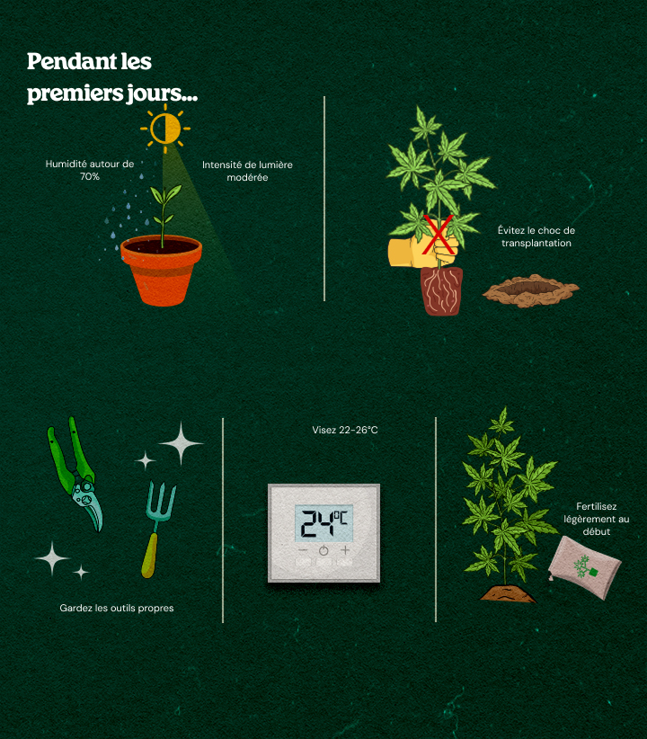 Illustrated guide to cannabis clone care: high humidity, moderate light, clean tools, optimal temperature 22-26°C, avoid transplant shock, and light feeding for healthy rooting.