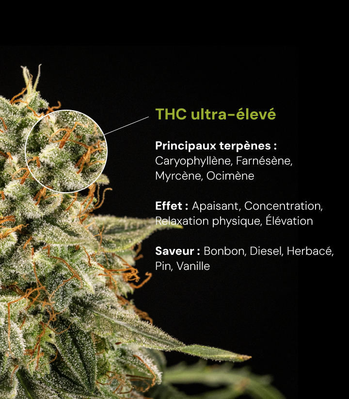 Découvrez une variété de cannabis à THC ultra-élevé avec des terpènes majeurs comme le caryophyllène, le farnésène, le myrcène et l’ocimène, et des effets apaisants et stimulants.