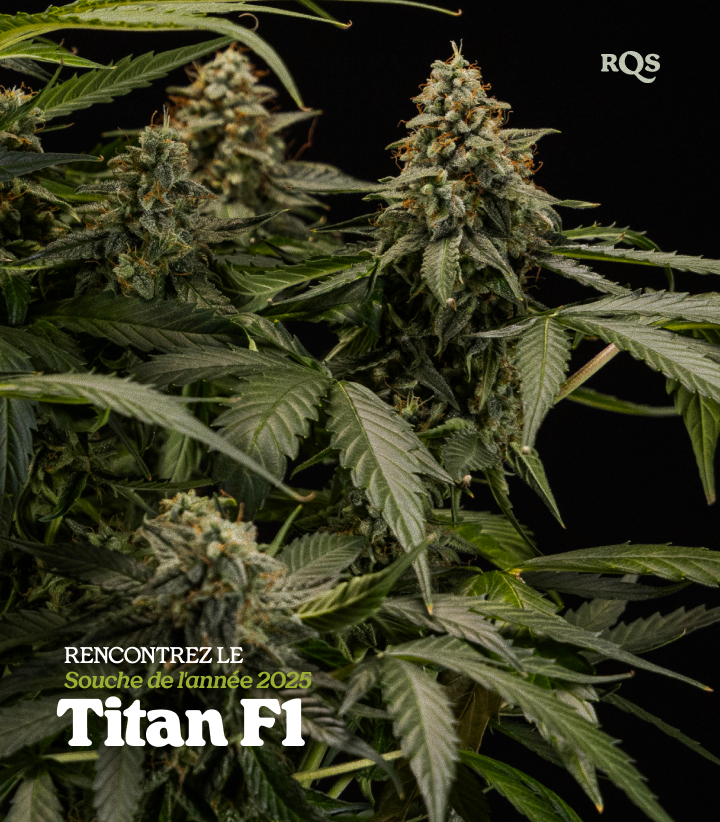 Plante de cannabis Titan F1 avec des têtes denses couvertes de résine, variété hybride primée Strain of the Year 2025 par RQS