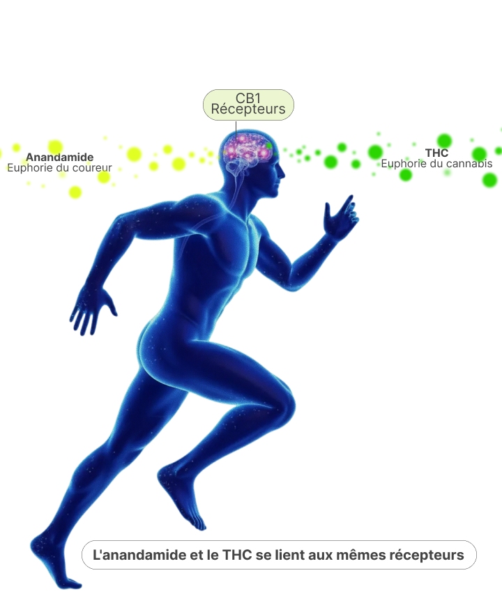 Illustration montrant comment l’anandamide et le THC se lient aux récepteurs CB1 dans le cerveau, expliquant la similitude entre le runner’s high et le high du cannabis
