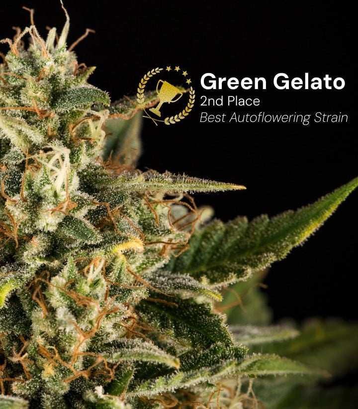Tête de cannabis Green Gelato Auto récompensée 2e place meilleure variété autofloraison avec des fleurs denses et givrées et des pistils orange sur fond noir