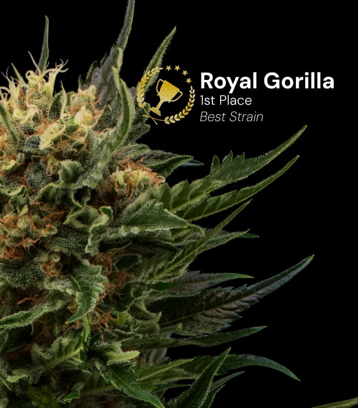Tête de cannabis Royal Gorilla récompensée 1ère place meilleure variété avec des fleurs denses et résineuses, pistils orange sur fond noir