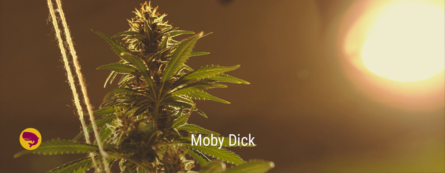 Moby Dick