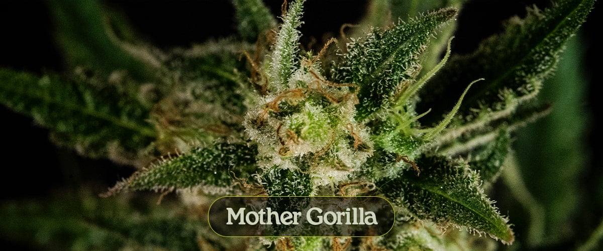 Mother Gorilla