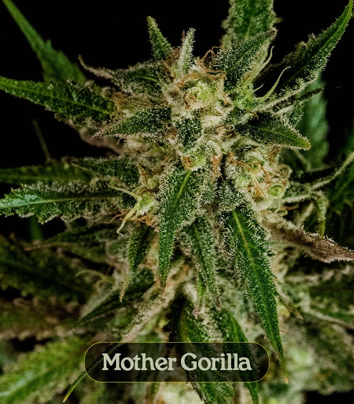 Mother Gorilla 