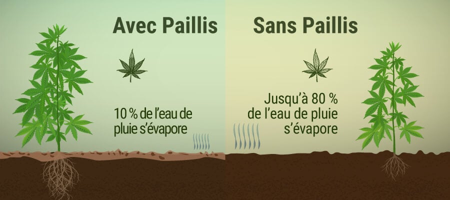 Qu’est-Ce Que Le Paillis Et Quels Avantages Peut-Il Apporter À Votre Plantation De Cannabis ?