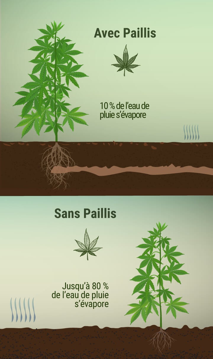 Qu’est-Ce Que Le Paillis Et Quels Avantages Peut-Il Apporter À Votre Plantation De Cannabis ?