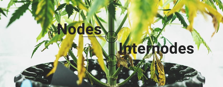 Nodes & Internodes Nodes & Internodes