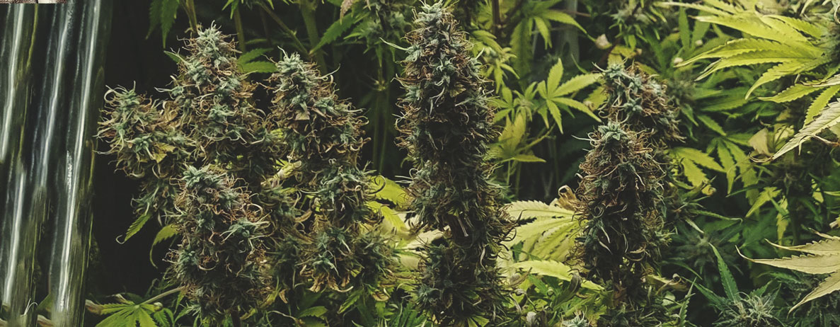 Northern Light Auto