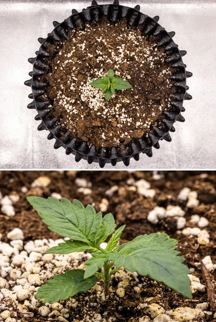 Plante de cannabis NYC Sour Diesel Auto en semaine 1 de croissance végétative avec des feuilles compactes et saines, une ramification précoce et un développement lent mais stable sous LED