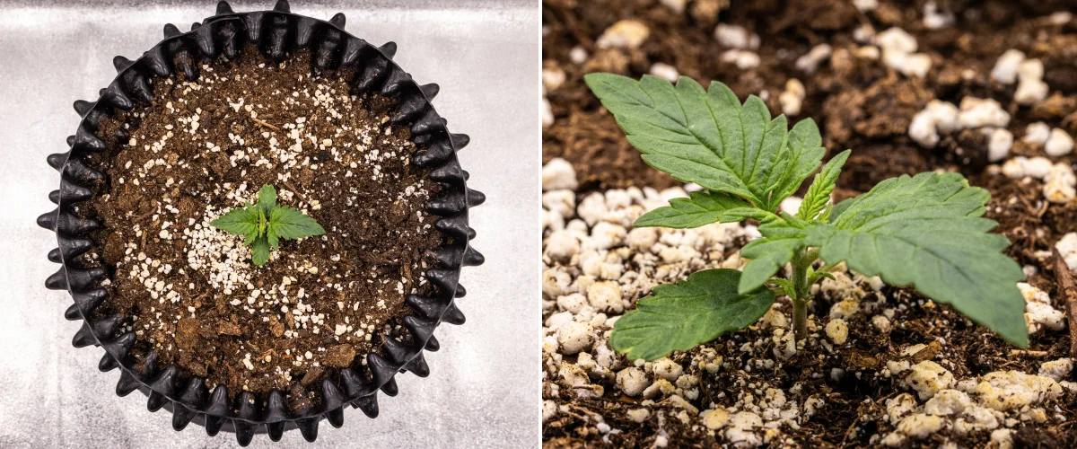 Plante de cannabis NYC Sour Diesel Auto en semaine 1 de croissance végétative avec des feuilles compactes et saines, une ramification précoce et un développement lent mais stable sous LED