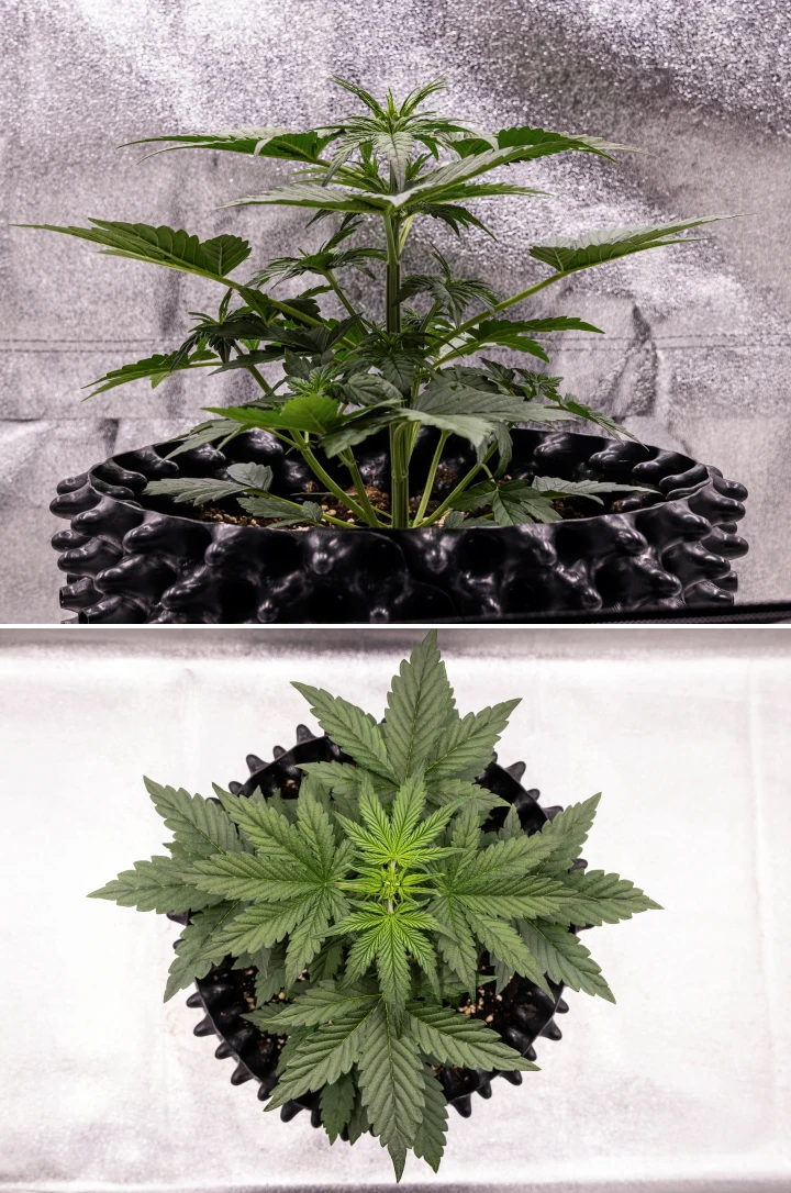 Plante de cannabis NYC Sour Diesel Auto en semaine 3 de croissance végétative, atteignant environ 38 cm, avec une croissance verticale vigoureuse, une structure dressée, des nœuds inférieurs serrés et des pré-fleurs bien visibles sous éclairage LED