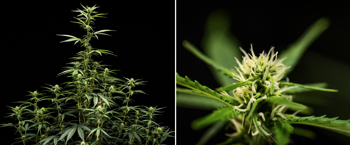 Plante de cannabis NYC Sour Diesel Auto en semaine 5 de floraison, atteignant environ 120 cm, avec un étirement continu, des sites de têtes qui s’étendent sur toute la canopée et une formation régulière des fleurs hors de la tente de culture